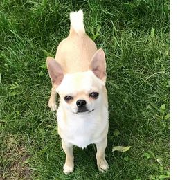 Ember - Chihuahua