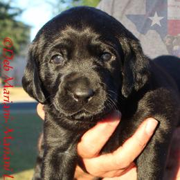 Labrador Retriever Puppies from Mariani Labrador Retrievers