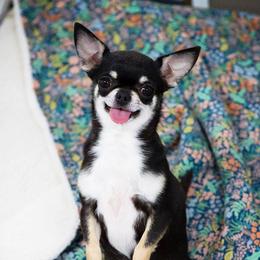 Cali - Chihuahua
