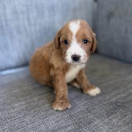 Boy 7 - Red male Bernedoodle puppy in Spring Hill, Florida from Ohana Doodles