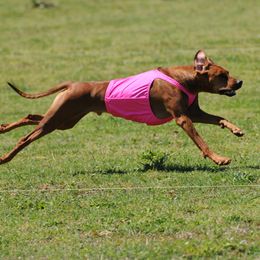 Rhodesian Ridgeback All Grown Up from Evolution Rhodesian Ridgebacks