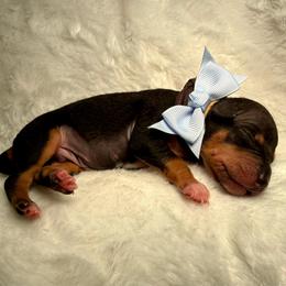 Bob - Black and tan male American Hairless Terrier puppy in Westland, Michigan from Lazuli Great Danes & Bare Necessities American Hairless Terriers
