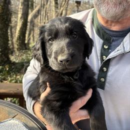 Black Boy - Black male Flat-Coated Retriever puppy in Stevensville, Michigan from Grand Mere Flat Coated Retrievers