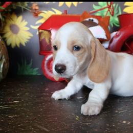 Peanut butter - Piebald male Dachshund puppy in Floresville, Texas from Muddy River Dachshunds