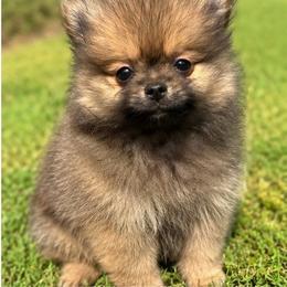 Sprout - Orange sable male Pomeranian puppy in Buck Valley, Pennsylvania from Buck Valley Pomeranians