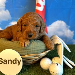 Sandy - Red  female Goldendoodle puppy in Chelan, Washington from North Cascades Doodles