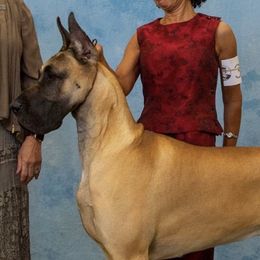 Doberman Pinschers and Great Danes from Whiskey Mac Dobermans