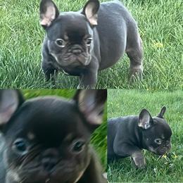 French Bulldog Puppies from Boise French Bulldogs