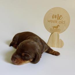 Dachshund Puppies from Truehearted Miniature Dachshunds