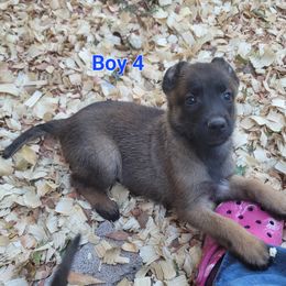Boy 4 - Mahogany male Belgian Malinois puppy in Corpus Christi, Texas from Heavenly Firefly Belgian Malinois