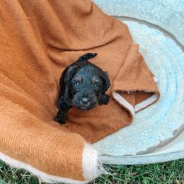 Hank - Black phantom male Aussiedoodle puppy in Tryon, North Carolina from Melrose Mountain Farm