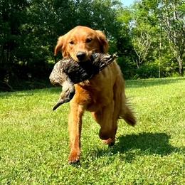 Browning - Golden Retriever
