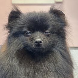 Chad - Pomeranian