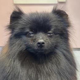 Chad - Pomeranian