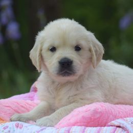 Goldendoodle and Golden Retriever Puppies from Magical Goldens
