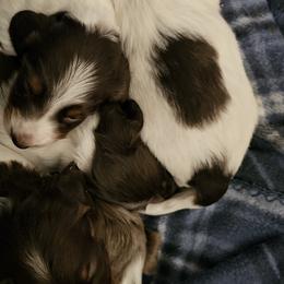 Dachshunds from Emily Humpert