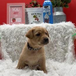 Black - Yellow male Labrador Retriever puppy in Heath Springs, South Carolina from Rich Hill Retrievers