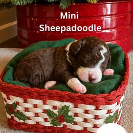 Crinkle - Brown and white female Sheepadoodle puppy in Inman, South Carolina from Mossy Doodles LLC