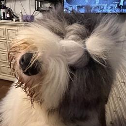Time - Old English Sheepdog