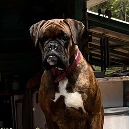 Marley - Boxer