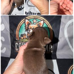 Birdie - Chocolate and tan female Chihuahua puppy in Palmyra, Indiana from Country Star Chihuahuas