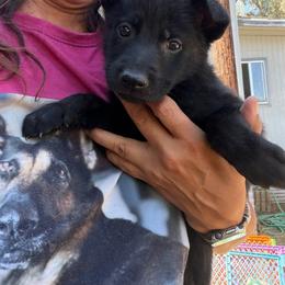 Red - Black male German Shepherd puppy in Descanso, California from KVA Shepherds