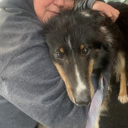 Buddy - Shetland Sheepdog