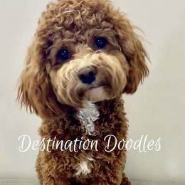 Charlie - Cavapoo
