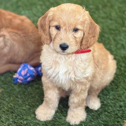 Supreme - Cream male Goldendoodle puppy in Las Vegas, Nevada from Puppies of the West