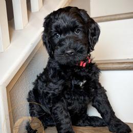 Audrey (pink collar) - Black female Goldendoodle puppy in Murrieta, California from Apricot Poodles & Goldendoodles, LLC