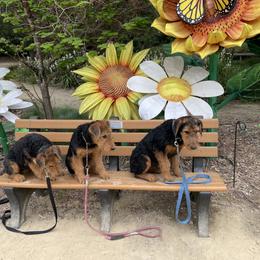 Airedale Terriers from Airedales of Myriad Ranch