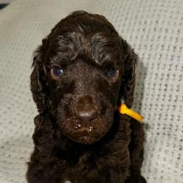Rose - Phantom female Poodle puppy in Travelers Rest, South Carolina from Cotton Top