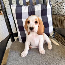 Baby boy 5 - Red and white male Beagle puppy in Monticello, Georgia from Beaglelove