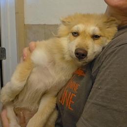 Dill - Chocolate male Pomsky puppy in Weir, Texas from Bluebonnet Pomskies
