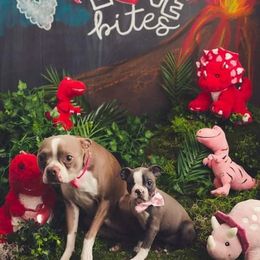 Boston Terrier Puppies from Beatrice's Kennels