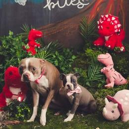 Boston Terrier Puppies from Beatrice's Kennels