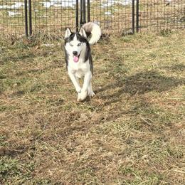 Sabrina - Siberian Husky