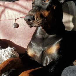 Doberman Pinschers from Rebecca Banderas