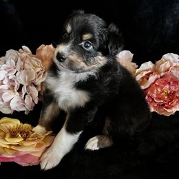 BTF - Cinder - Black tri-color female Australian Shepherd puppy in Golden Valley, Arizona from Bright Eyes Aussies