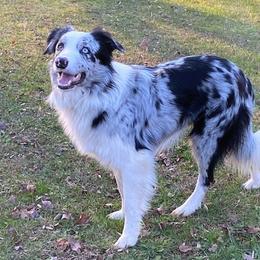 Velvet - Border Collie