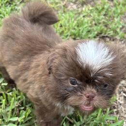 Rooster - Chocolate female Shih Tzu puppy in Punta Gorda, Florida from Staci Fidler