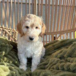 Maui - Apricot male Goldendoodle puppy in Surprise, Arizona from AZ Ohana Doodles