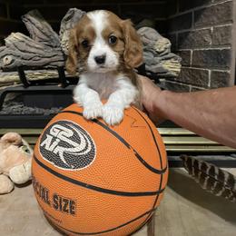 Cavalier King Charles Spaniel Puppies from Rohus Puppies