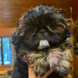 Apple Jacks - Red male Shih Tzu puppy in Nekoosa, Wisconsin from Brox Acres House of Fur LLC