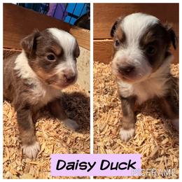 Daisy Duck - Red tri female Toy Australian Shepherd puppy in Menan, Idaho from Teton Toy Aussies
