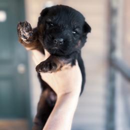 Male 2 - Black and red male German Shepherd puppy in Pickens, South Carolina from Von Maqqedah Haus German Shepherds