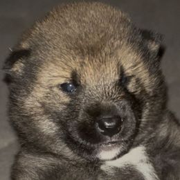 Ezekiel - Sesame - UKC - Sesame male Shiba Inu puppy in Clewiston, Florida from Animal Farm Shiba Inus & Mameshibas