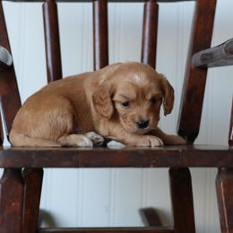 Dill - Red male Cavapoo puppy in Springtown, Texas from North Texas Puppies