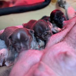 French Bulldog Puppies from Brittany White
