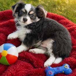 Gunner - Blue and white male Chihuahua puppy in Tyler, Texas from Fancy Pants Chihuahua’s